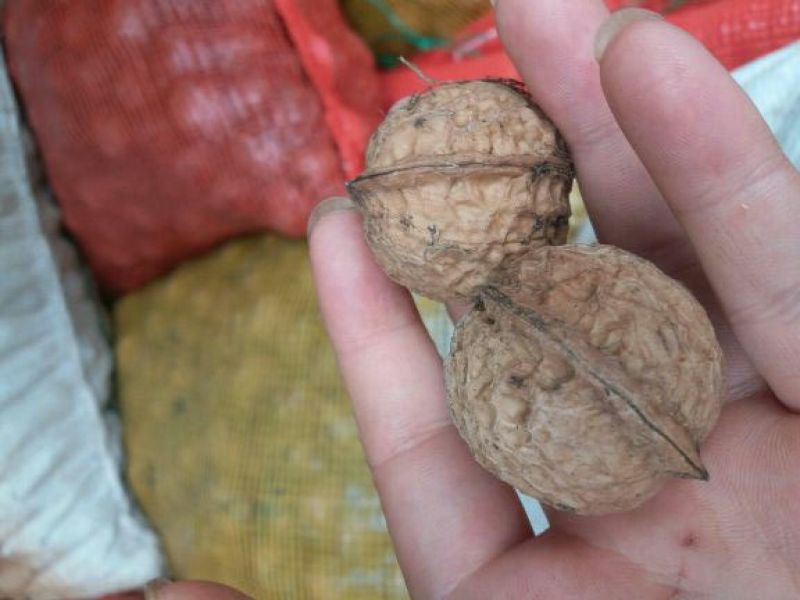 大泡核桃30mm以上去皮干