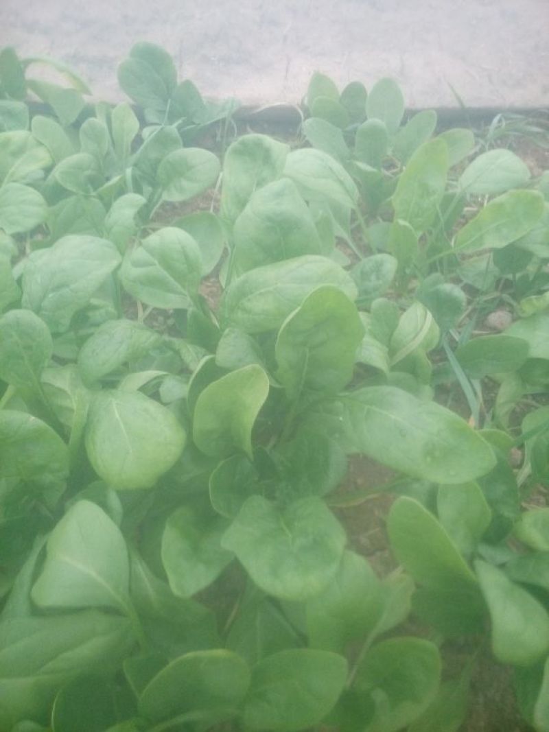 大叶菠菜25~30厘米