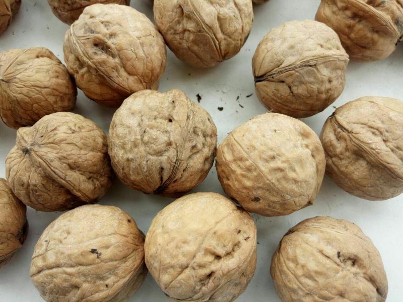 薄皮核桃30mm以上去皮干