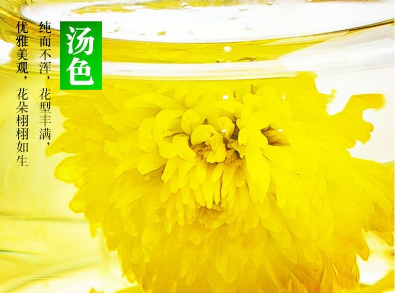 金丝皇菊苗，大量供应质优价廉通货，基地直发，包质量