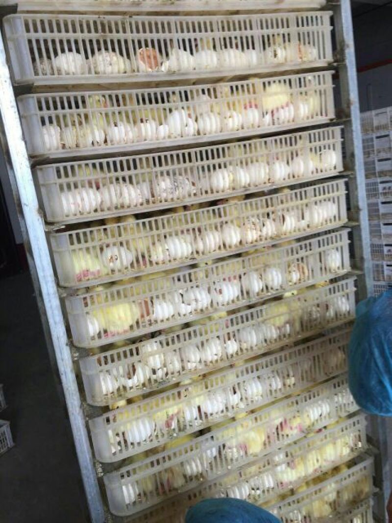 鹅苗250g以下