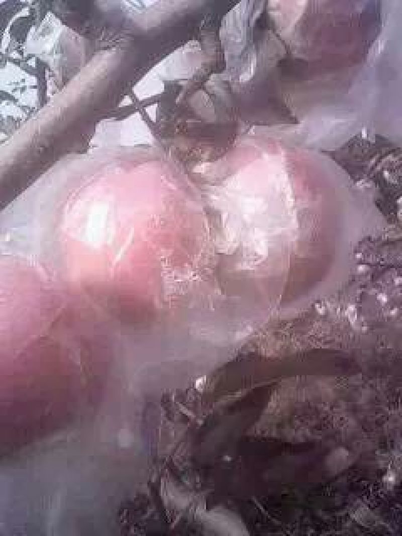 大荔县膜袋红富士苹果基地
