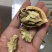 麻核桃
