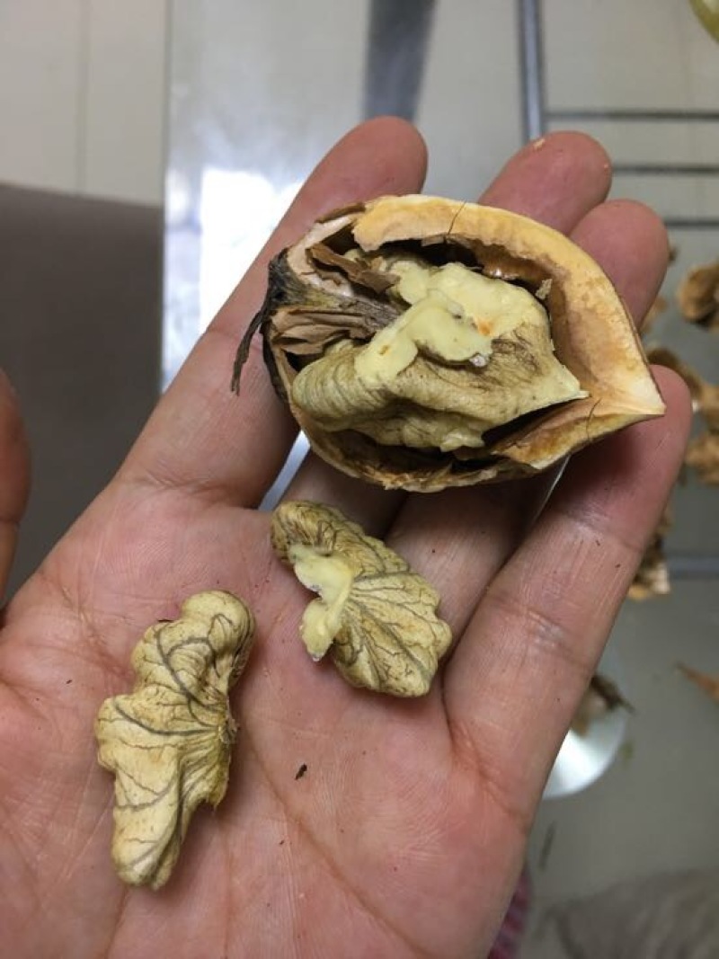麻核桃