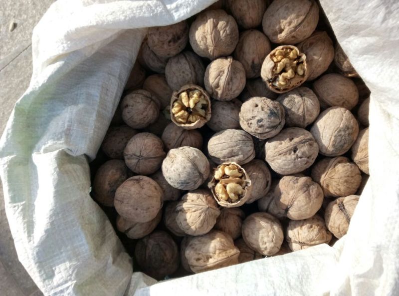 核桃去皮干