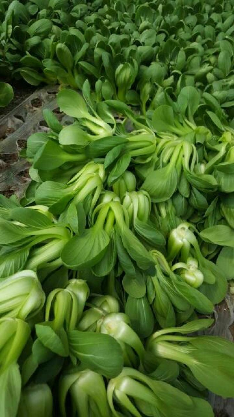 纯上海青精品油菜2两以上需要联系我