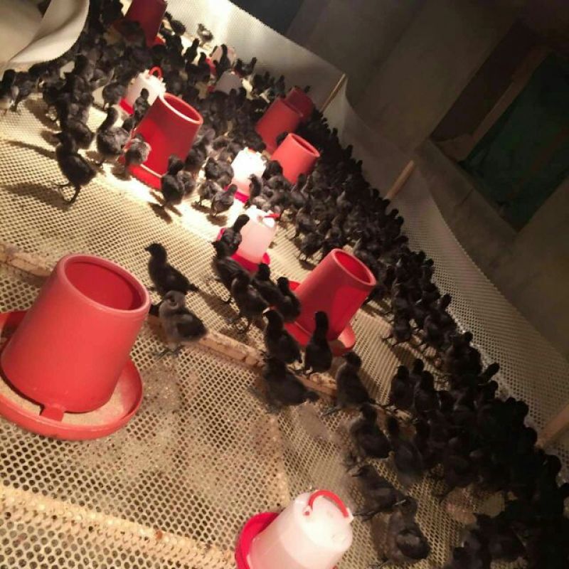 绿壳蛋鸡苗500克以下脱温苗
