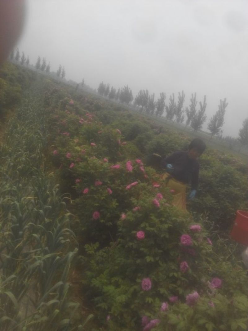 玫瑰花茶