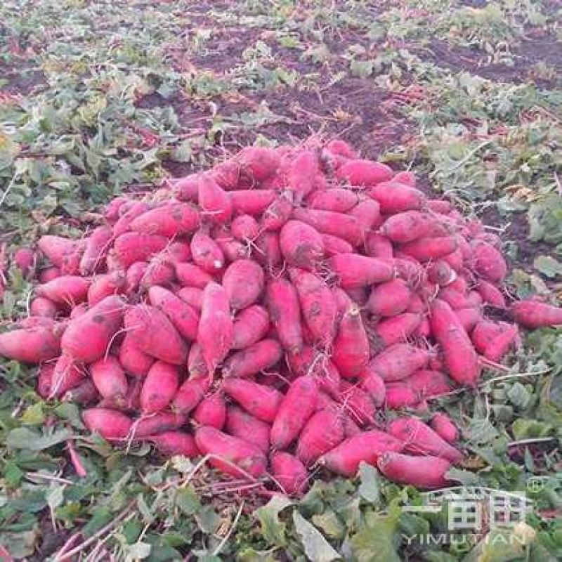 红皮萝卜0.2~1斤起