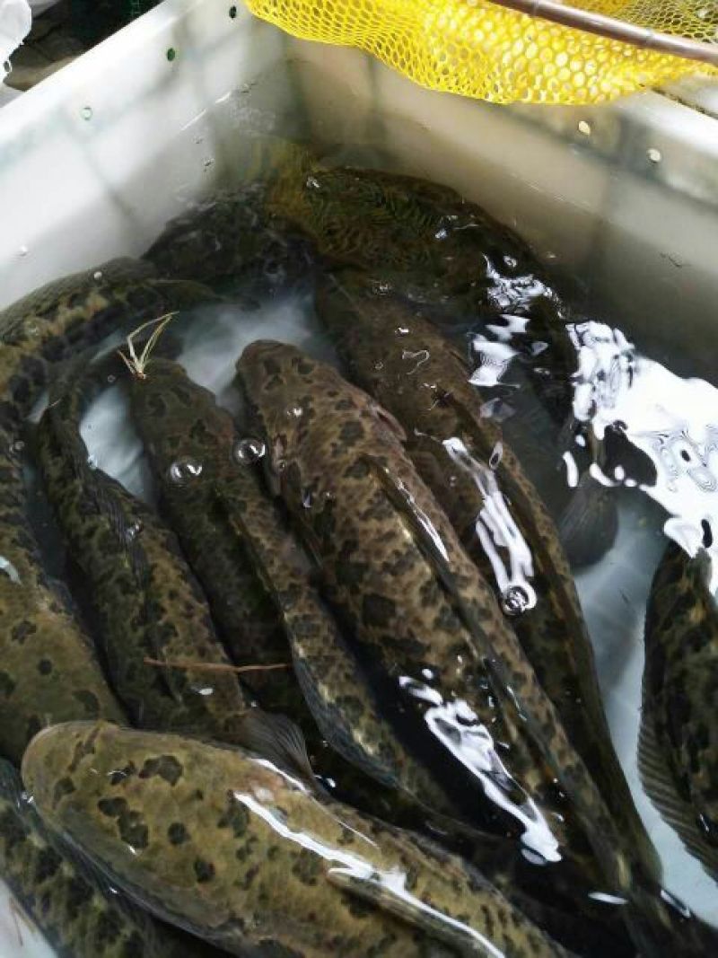 黑鱼鱼苗活体淡水养殖乌鱼苗生鱼苗财鱼苗观赏鱼好养放生鱼