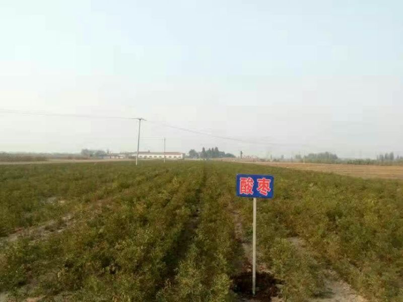 我公司常年供应嫁接枣树种，冬桃苗，紫冠钙果苗，黄李苗