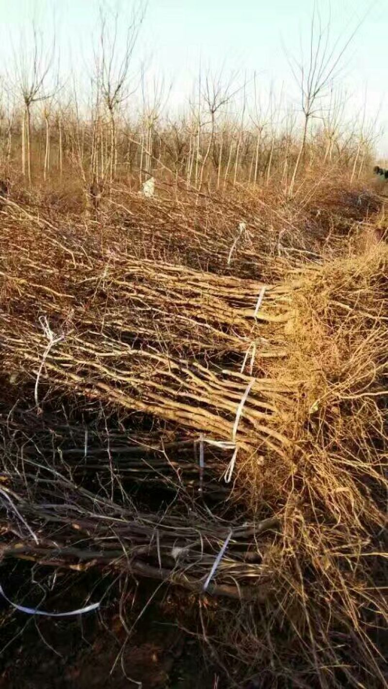 大枣苗30~50cm