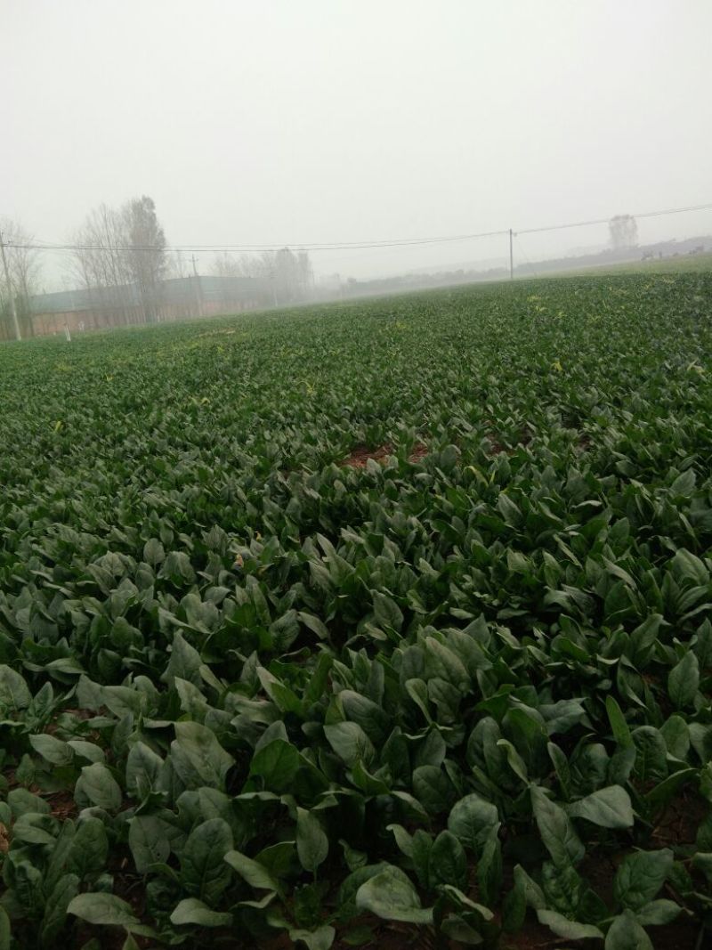 绿神菠菜20~25厘米