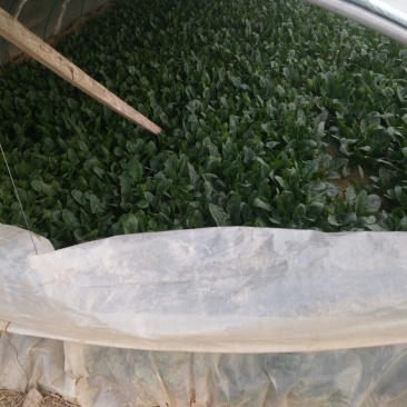 大叶菠菜20~25厘米