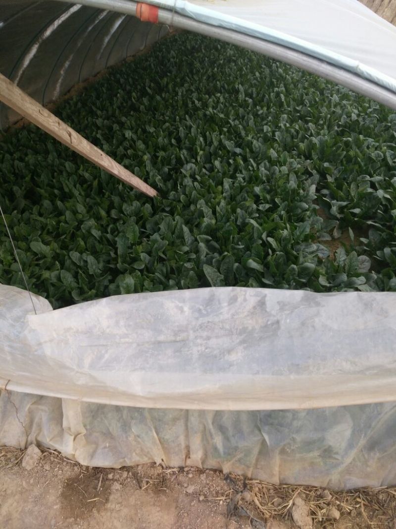大叶菠菜20~25厘米