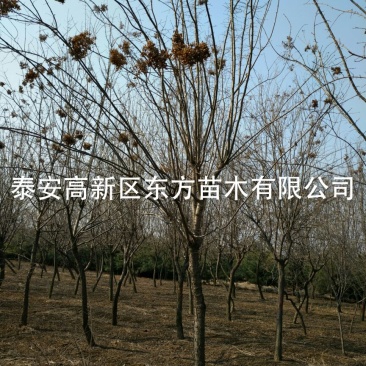 暴马丁香10~12cm8~10cm3.5~4米