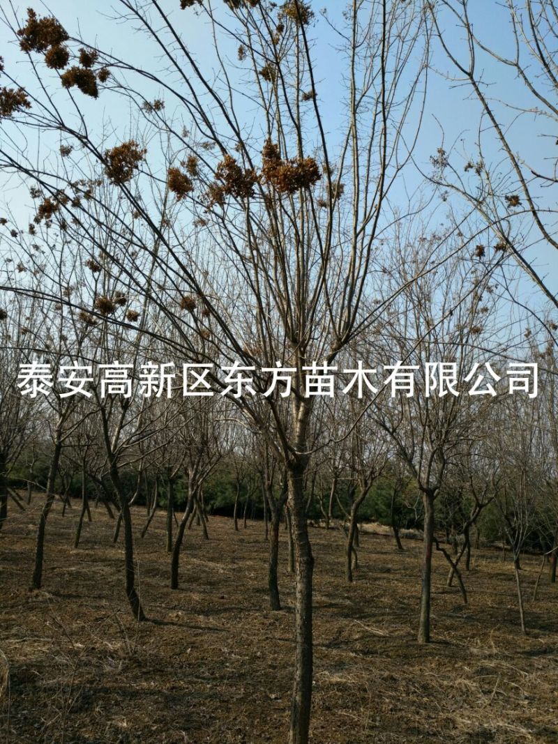 暴马丁香10~12cm8~10cm3.5~4米