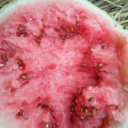 江苏徐州市邳州市金城5号西瓜 8斤打底 9成熟