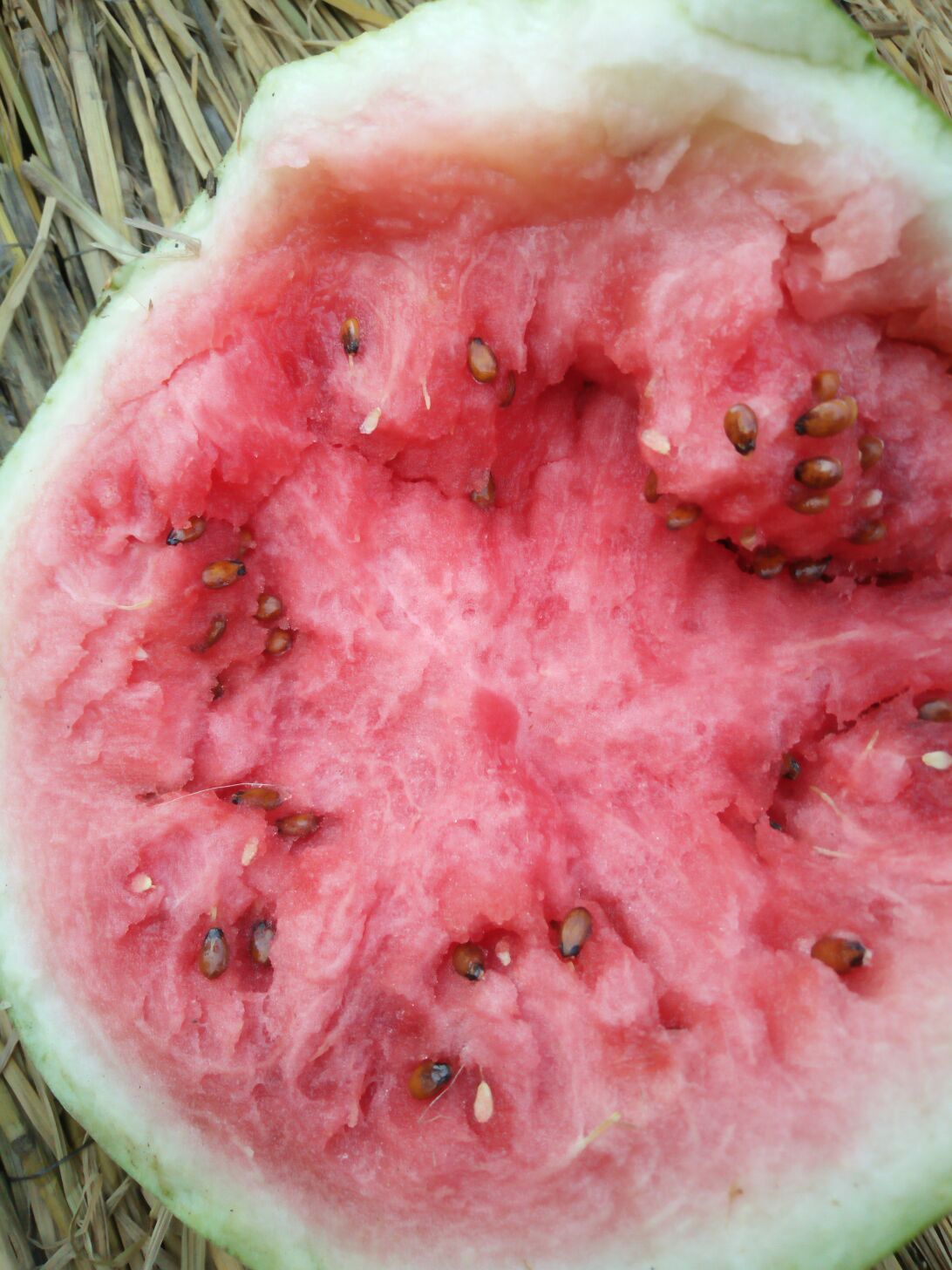 江苏徐州市邳州市金城5号西瓜 8斤打底 9成熟