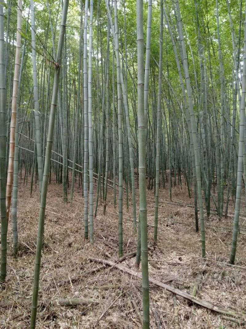 竹子7~8m