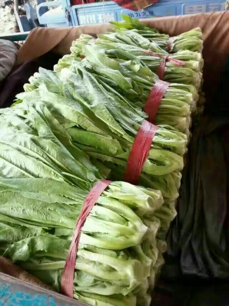 油麦菜25~30厘米以上