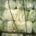 青杂三号白菜4-6斤净菜