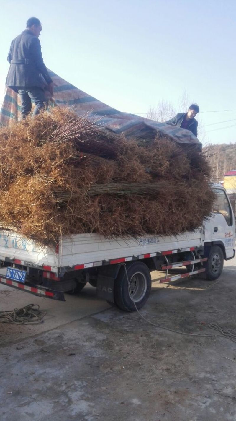 毛桃树