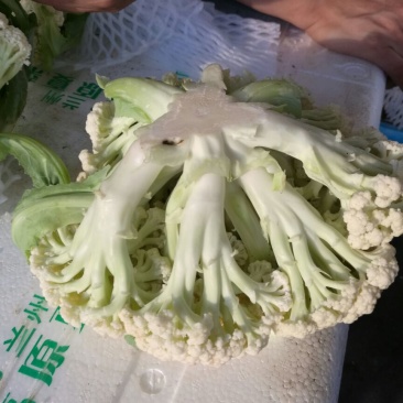 白花菜散装
