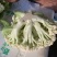 白花菜散装