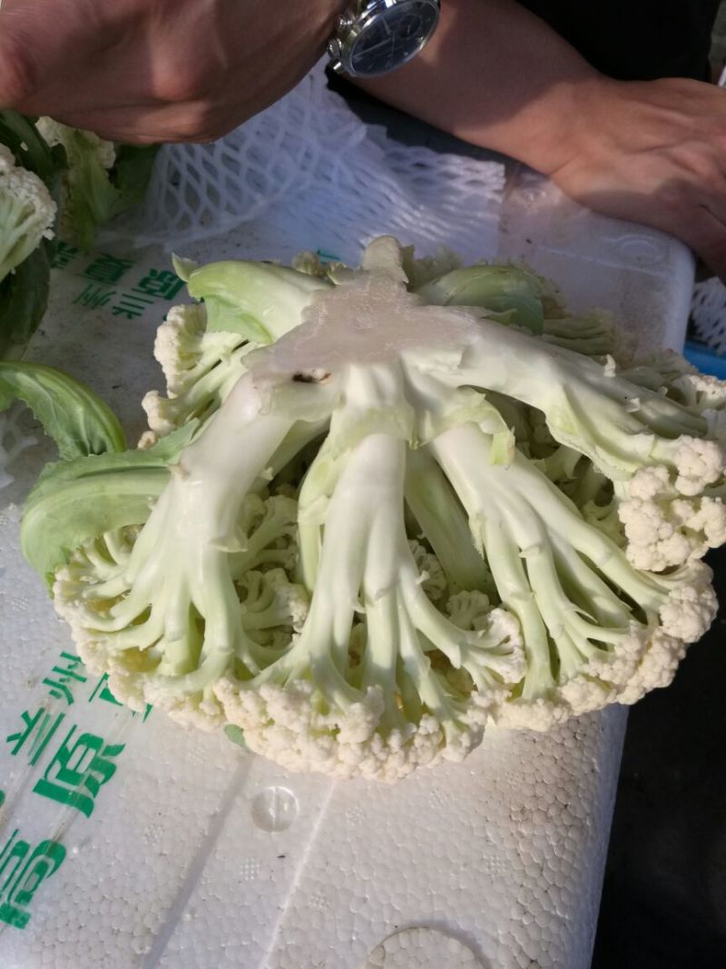 白花菜散装
