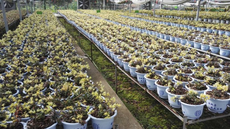 铁皮石斛组培瓶苗雁荡山红杆软脚品种