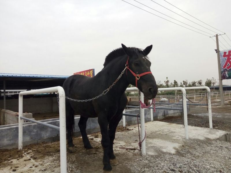 半血马400~500kg