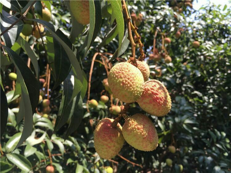 荔枝云南玉溪_批发_供应-一亩田农业网_专业的