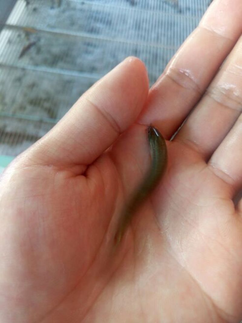 泥鳅苗可钓鱼用