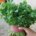 香菜河北香菜大量接单产地直发量大从优欢迎来电