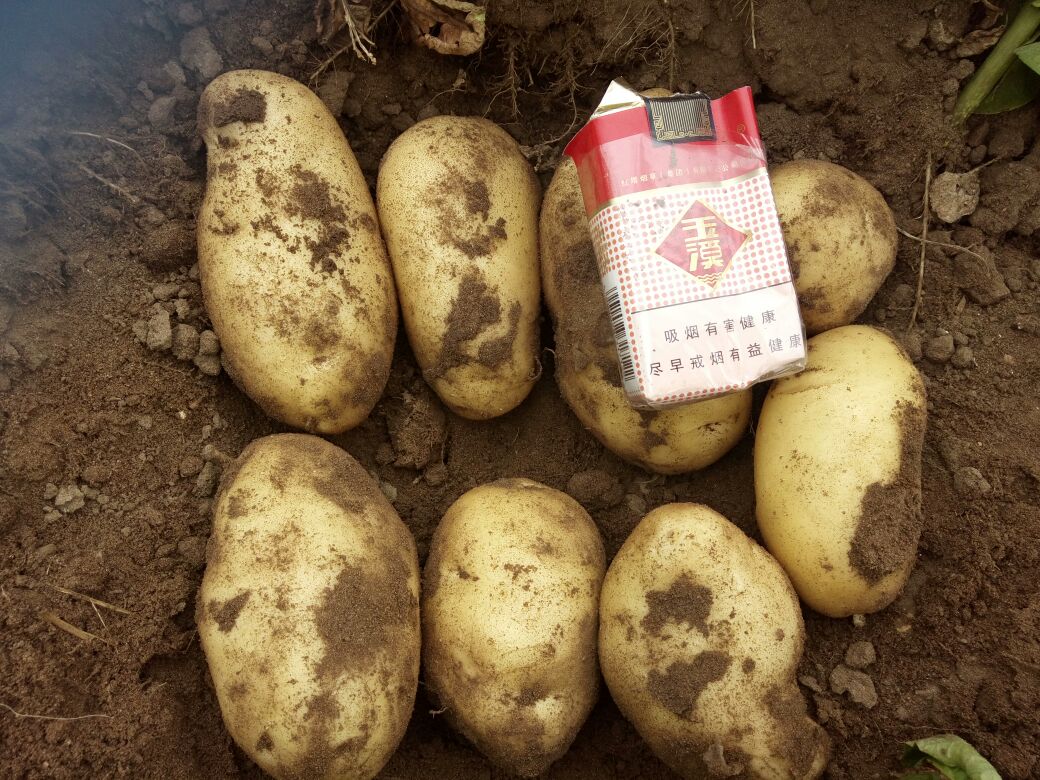 内蒙古锡林郭勒盟多伦县荷兰十五土豆 2两以上