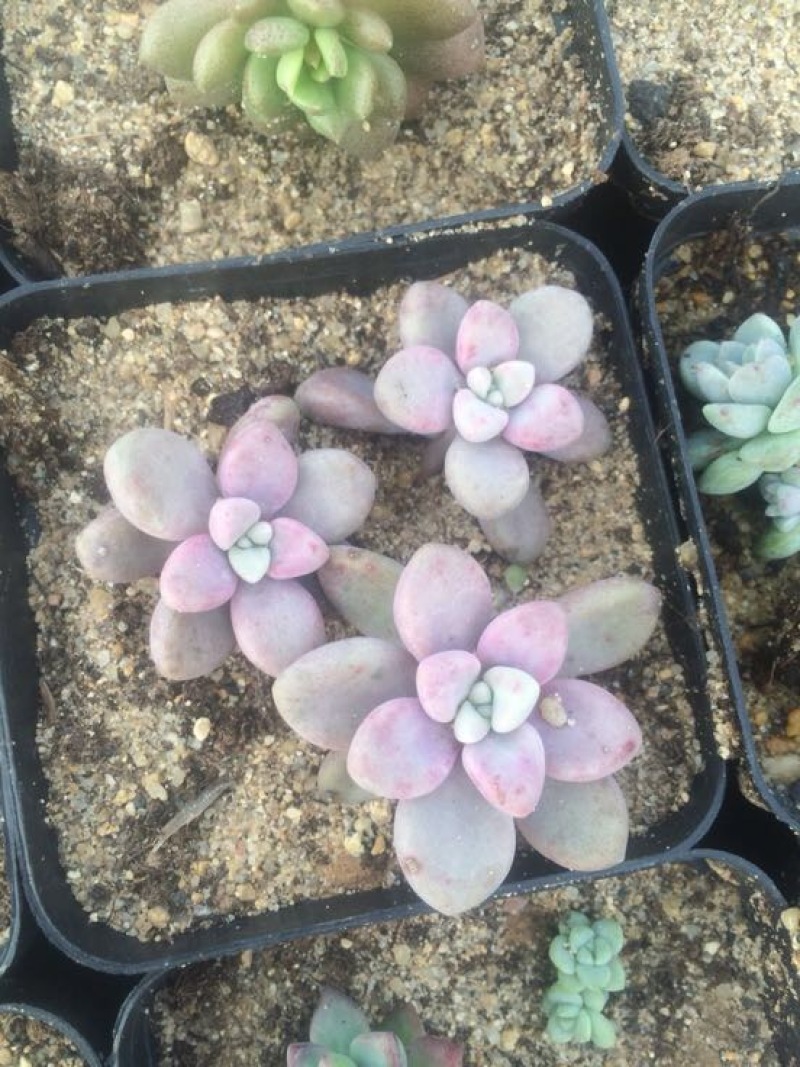 多肉植物