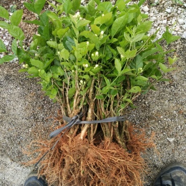 茉莉花苗
