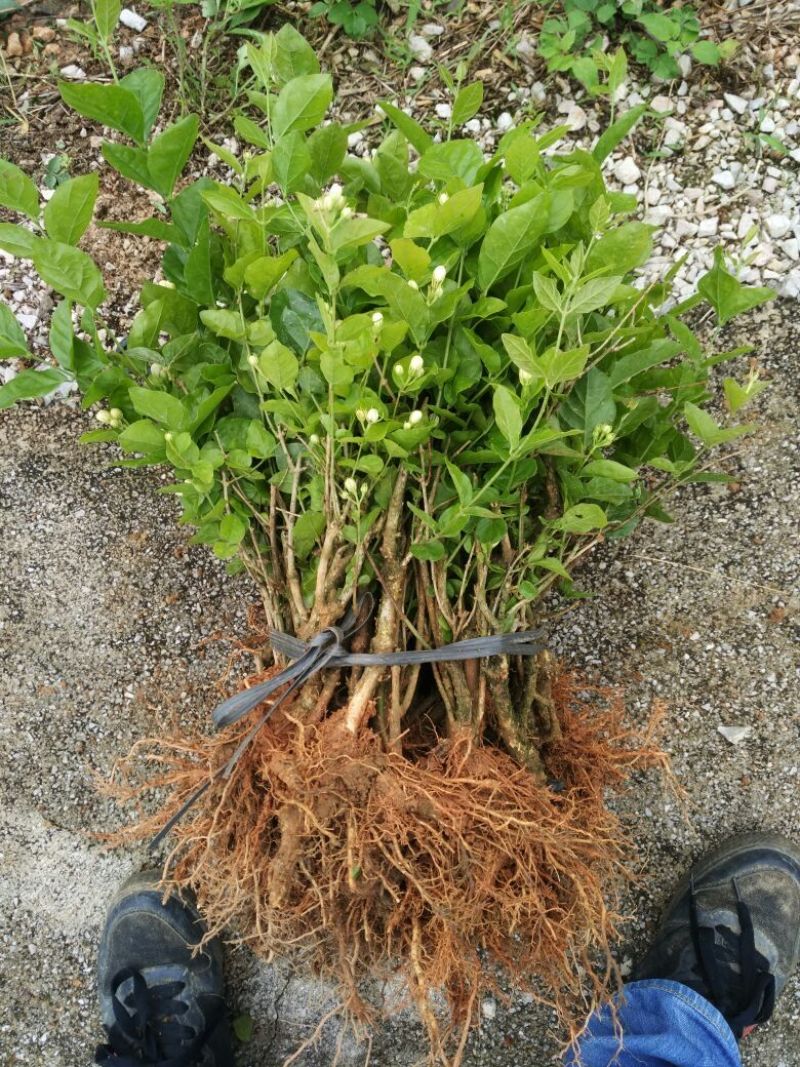 茉莉花苗