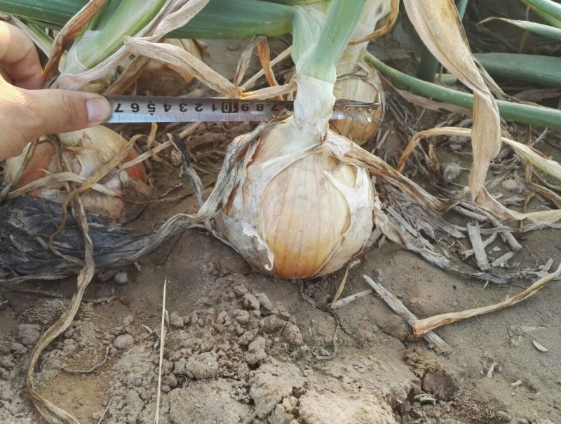新上市黄皮洋葱无根腐滑皮9厘米以上