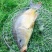 三道鳞食用2~3公斤