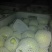 鸭梨300~350g筐装