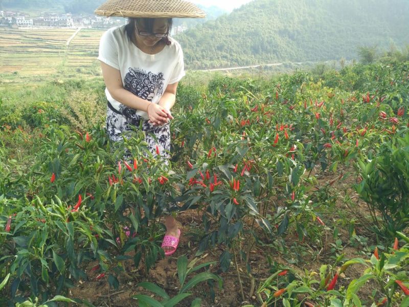 剁椒