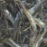 河虾活虾21~25只/kg