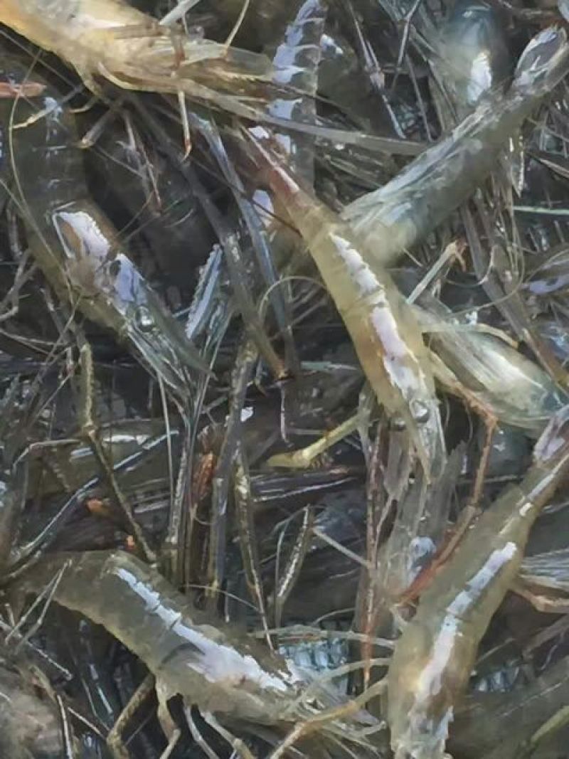 河虾活虾21~25只/kg