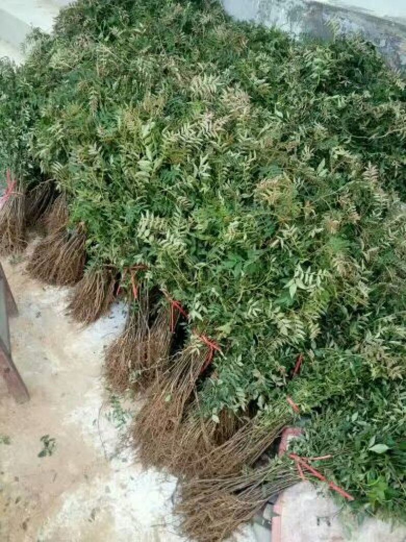 花椒苗无刺花椒