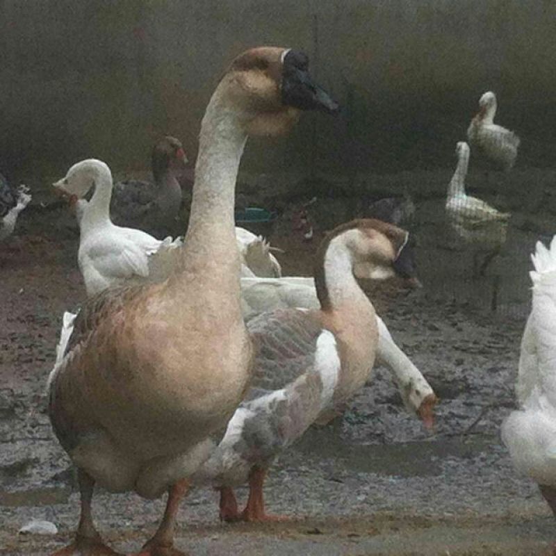 狮头鹅苗