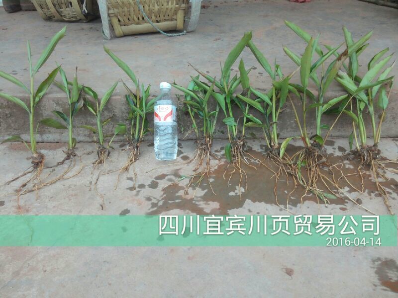 砂仁苗
