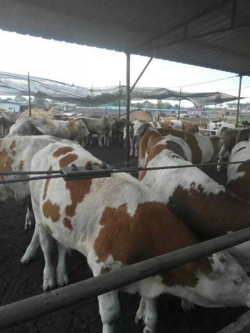 肉牛二百斤【货真价实，诚信经营】