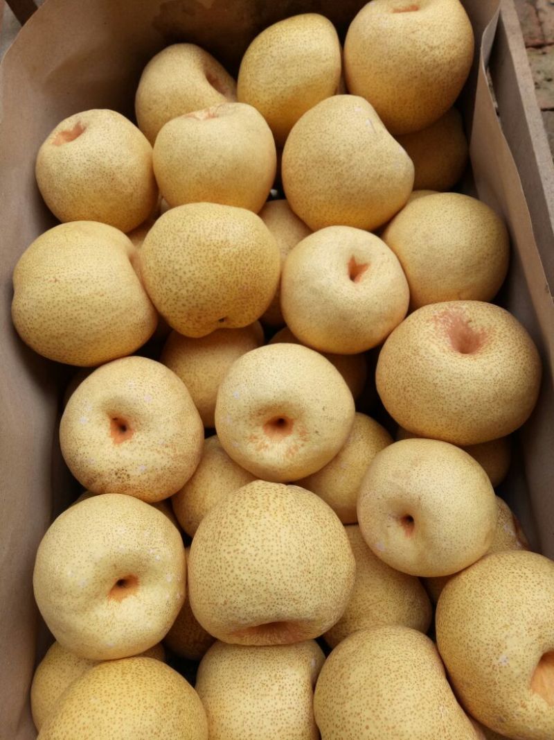 砀山梨250~300g光果